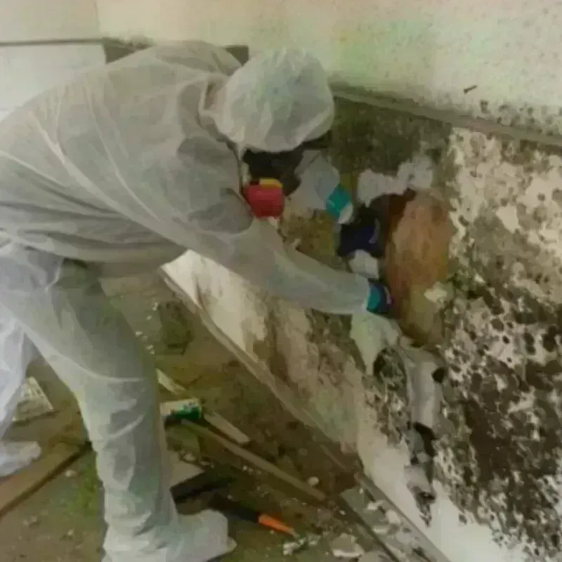 Mold Remediation and Removal in Santa Margarita, CA